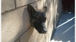 GERMANshepherdSTUCKinWALL-DesertHOTsprings.jpg